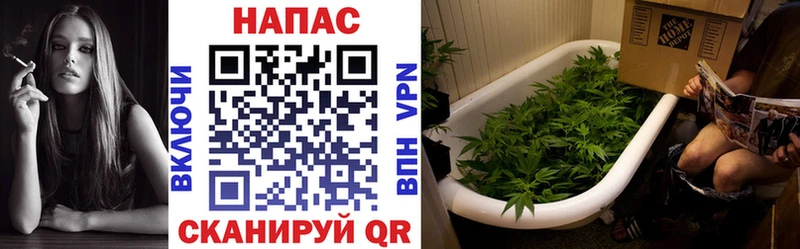 Марихуана гибрид  Георгиевск 